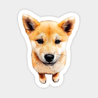 Shiba Inu Puppy Dog Cutest Pup! Sticker